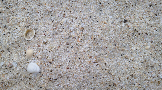 Sea shells on sand beach texture background, natural coastal summer concept.