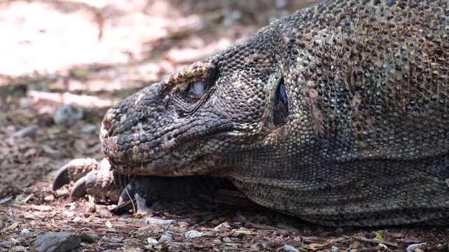 Komodo dragon Varanus komodoensis with slow head movement in Komodo National Park on Komodo Island, East Nusa Tenggara Indonesia