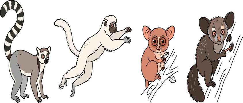 Madagascar Primate Wildlife Vector Illustration Set Featuring Ring-Tailed Lemur, Verreaux's Sifaka, Cute Mouse Lemur, and Aye-Aye Icons for Nature Graphic Designs