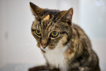 portrait of an elderly cat © Duvekot Fotografie