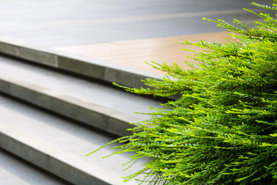 An outdoor staircase with concrete steps, softened by green foliage from an unseen planter.