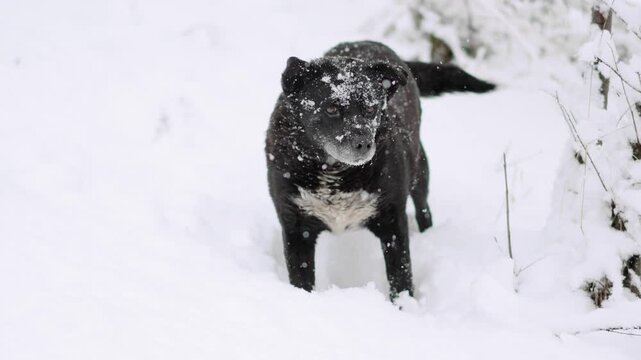 Close-up of a happy black dog playing in deep snow during snowfall, enjoying an energetic winter adventure outdoors.