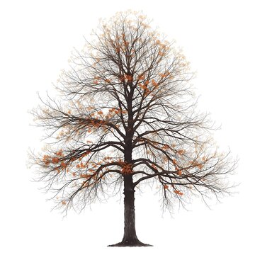 Isolated linden tree with intricate bare branches and few remaining autumn orange leaves on a pure white background