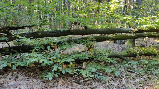 Powalone młode drzewo leżące na leśnym podłożu wśr&oacute;d zielonej roślinności i naturalnego runa leśnego.