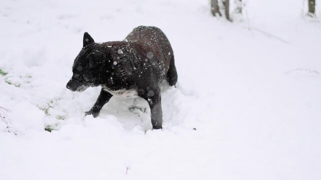 Close-up of a happy black dog playing in deep snow during snowfall, enjoying an energetic winter adventure outdoors.