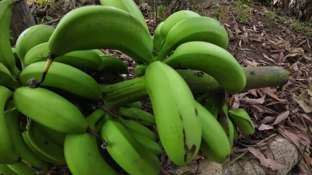 Fresh green bananas bunch on banana tree - unripe plantain growing in tropical farm.
Close up 4K footage of fresh green bananas bunch hanging on banana tree. Unripe raw plantain growing naturally in t