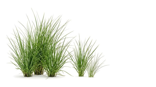 Group of green grass clumps of varying sizes on white background, representing natural growth and variety
