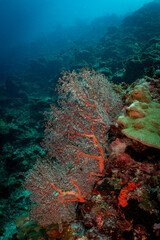 Large Sea Fan Coral on Tropical Reef in Dauin, Philippines © Chris J