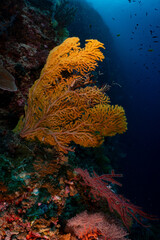 Large Sea Fan Coral on Tropical Reef in Dauin, Philippines © Chris J