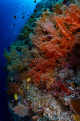 Large Sea Fan Coral on Tropical Reef in Dauin, Philippines © Chris J