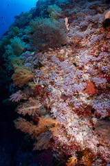 Large Sea Fan Coral on Tropical Reef in Dauin, Philippines © Chris J