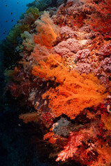 Large Sea Fan Coral on Tropical Reef in Dauin, Philippines © Chris J