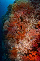 Large Sea Fan Coral on Tropical Reef in Dauin, Philippines © Chris J