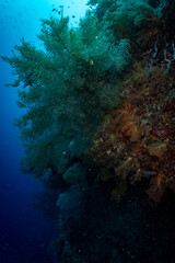 Large Sea Fan Coral on Tropical Reef in Dauin, Philippines © Chris J