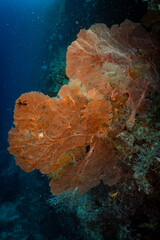 Large Sea Fan Coral on Tropical Reef in Dauin, Philippines © Chris J