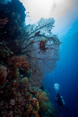 Large Sea Fan Coral on Tropical Reef in Dauin, Philippines © Chris J