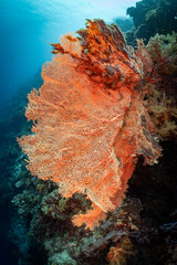 Large Sea Fan Coral on Tropical Reef in Dauin, Philippines © Chris J