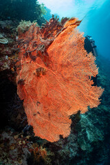 Large Sea Fan Coral on Tropical Reef in Dauin, Philippines © Chris J