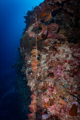 Large Sea Fan Coral on Tropical Reef in Dauin, Philippines © Chris J