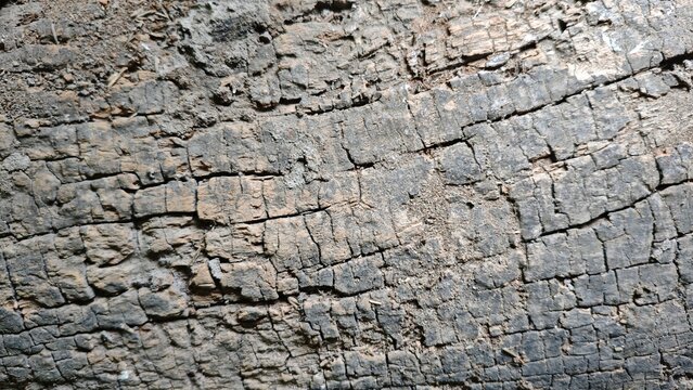 Old weathered wood texture background with deep cracks and rustic log surface.