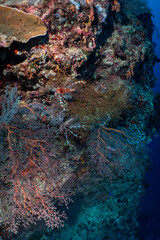 Large Sea Fan Coral on Tropical Reef in Dauin, Philippines © Chris J