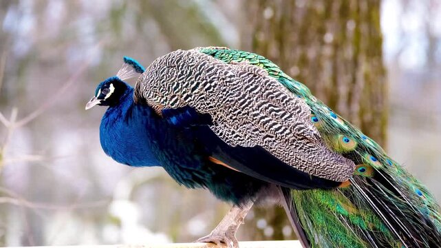Male indian peacock with blue plumage and ornate feathers standing in the woods peafowl bird