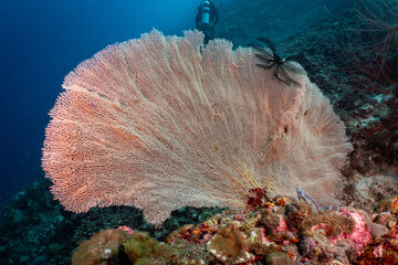 Large Sea Fan Coral on Tropical Reef in Dauin, Philippines © Chris J