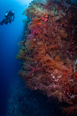 Large Sea Fan Coral on Tropical Reef in Dauin, Philippines © Chris J