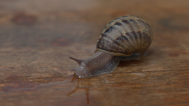 Garden Snail Crawling Across Wet Wooden Surface Close Up