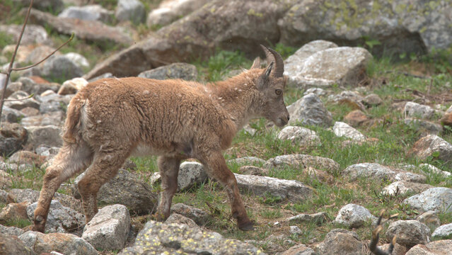 Young Alpine Ibex Walking Across Rocky Mountain Slope
