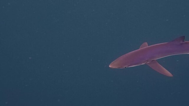 Nature and Wildlife: Lone Blue Shark Swimming in Open Ocean Waters Off the Coast of Cornwall, England in 4K