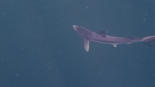 Nature and Wildlife: Lone Blue Shark Swimming in Open Ocean Waters Off the Coast of Cornwall, England in 4K