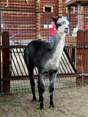 Fototapeta premium An alpaca—a slender, long-necked animal—at the zoo. A cute animal.