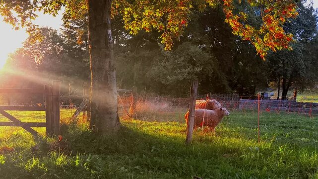 Coburg Fox Sheep with lamb on a green pasture bathed in warm autumn sunlight at sunset, an idyllic rural setting with autumnal trees, sunbeams, and a tranquil atmosphere.