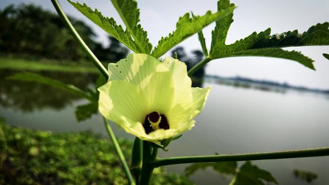 Pale Yellow Ladies Finger (Okra) Flower Blooming Beside a River