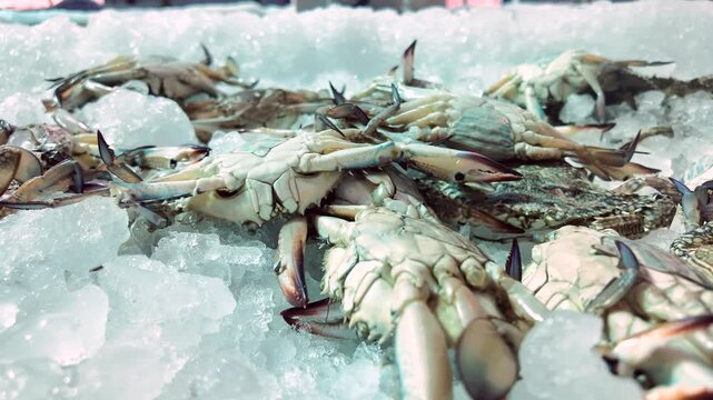 Fresh crabs on white ice display at seafood market stall with movement and camera panning.