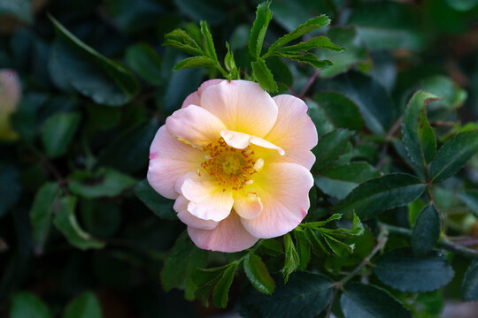 Rose 'Daniel Moquet', rosier