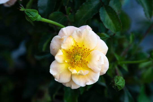 Rose 'Daniel Moquet', rosier