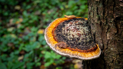 Red banded polypore bracket fungus growing on tree trunk in autumn forest © Simas