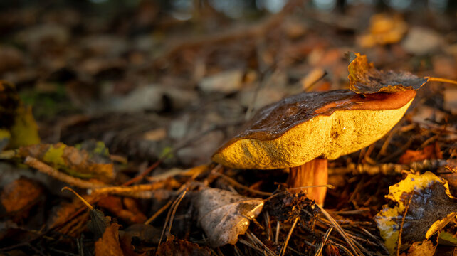 Wild bolete mushroom growing among dry autumn leaves on forest floor