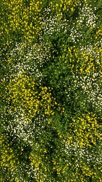 Dense Overhead Shot of Tiny Yellow and White Wildflowers Covering a Green Meadow