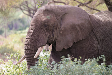 Side profile portrait of a massive African elephant walking through lush green vegetation © Mathias