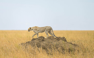 Cheetah walking atop a mound in the vast open plains of the African savannah © Mathias