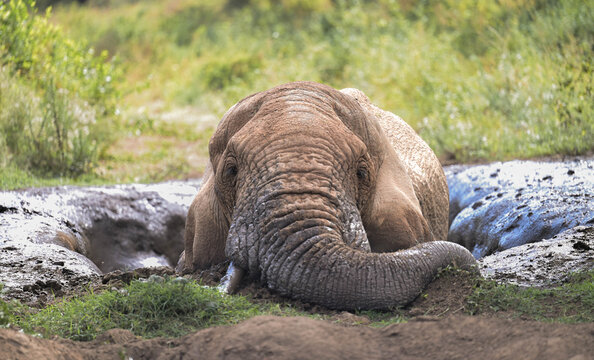 Close-up of an African elephant resting and relaxing inside a mud hole