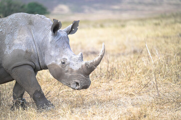 White rhinoceros walking across dry African grassland with horn prominently visible © Mathias