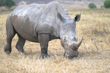 Obraz premium White rhinoceros grazing on dry grass in the African wilderness