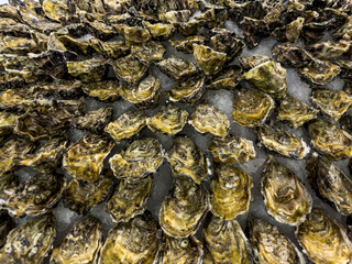 Numerous fresh oysters displaying rough shells arranged on a bed of crushed ice, signifying a raw seafood delicacy from the ocean market or a restaurant - stock photo © Amaiquez