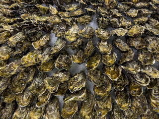 Freshly harvested oysters are arranged on a bed of crushed ice, showcasing their raw natural state and readiness for consumption at a market or restaurant - stock photo © Amaiquez