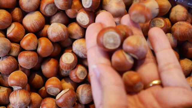 Fresh organic hazelnuts in shell falling from hand onto large heap of nuts in close view.