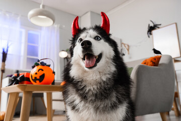 Halloween celebration with pet, happy husky dog wearing red devil horns costume at home with pumpkin bucket and festive decorations in living room © Pixel-Shot